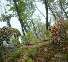 "Leopard Land" - национален парк в Приморски Край