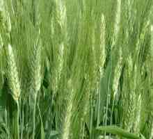 Зърнени култури и маслодайни семена