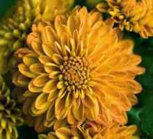 Жълта хризантема - кралица на есента