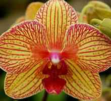 Жълта орхидея фалаенопсис. Жълта орхидея: стойност