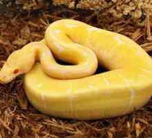 Жълта змия: сортове и характеристики