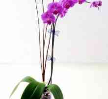 Листата на орхидея става жълто - заслужава ли да се тревожите?