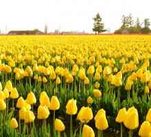 Жълти цветя: имена, описание. Жълтата градина и дивите цветя