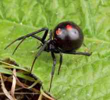 Мазнини "Black Widow" (Black Spider): състав, ръководство, рецензии