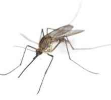 Дивата природа: безвредни мъжки комари и техните "кървави" приятелки