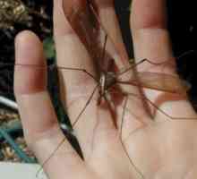 Дивата природа: какви са имената на големите комари?