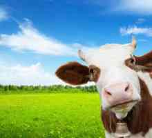 Месо от породи говеда: съвет за разплод и характеристики