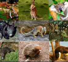 Животни на Австралия: снимка с имена и описание