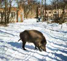 Животни в Чернобил: Животът след катастрофата