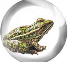 Животният цикъл и етапите на развитие на жаби