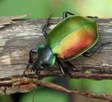 Красотата на бръмбарите е полезен хищник. Описание и начин на живот