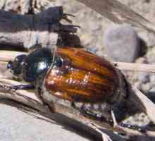 Beetle Beetle: описание на развитието, мерки за защита от насекоми