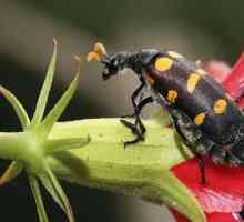 Bug Beetle: Характеристики и външен вид