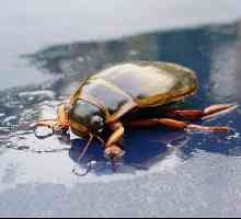 Beetle бръмбар