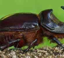Бръмбар от ечемик. Два вида