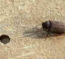 Бръмбар бръмбар: снимка, как да се отървете?