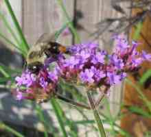 Бръмчене, ужилване, мед: за какво мечтае пчела?