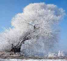 Зимно дърво със собствените си ръце: опции, инструкции