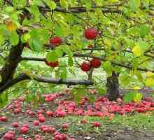 Зимни и есенни сортове ябълкови дървета за Урал
