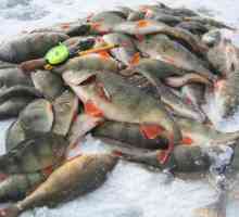 Зимен риболов в Астрахан: функции, най-добри места и ревюта