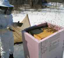 Зимата на пчелите по улиците в различни региони на Русия. Подготовка на пчели за зимуване на улицата