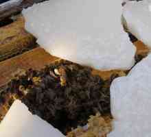 Зимни пчели по желание: под сняг, без изолация