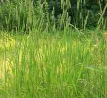 Зърнени култури тимотена трева