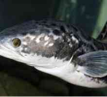 Snakehead - риба, която се движи лесно по суша