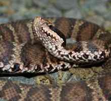 Змии на Primorsky Krai: преглед, описание, видове и функции