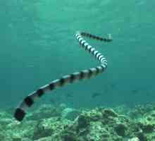 Змии в Азовско море: Мит или реалност