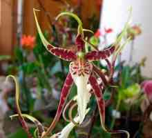 Значението на цветето: орхидеята е символ на любов и страст