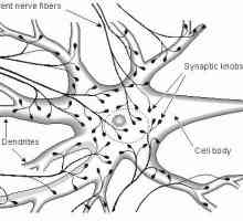 Значението на нервната система за тялото. Структура на нервната система