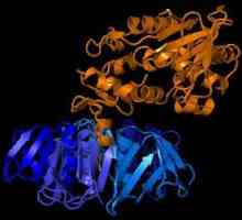 Значението, ролята и функцията на протеините в клетката. Каква функция прави катерицата в клетката?