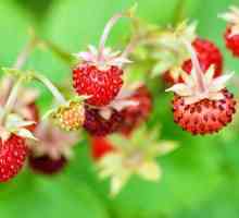 Смисълът на думата "дива ягоди" в ботаниката и в живота