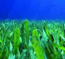 Значението на водораслите в природата. Какво е значението за природата на кафяви, зелени и червени…