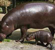 Запознайте се - пигмейски хипопотам!