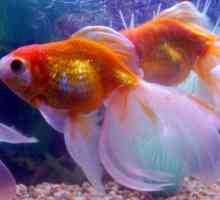 Златна рибка в аквариума - символ на комфорт и спокойствие