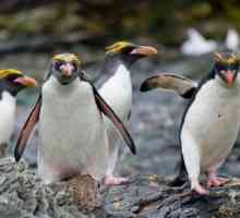 Златни коси пингвин - най-атрактивният представител на семейството си