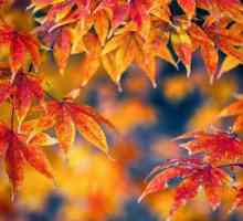 Златни цветове на есента. Ярки цветни цветове на есента. композиция