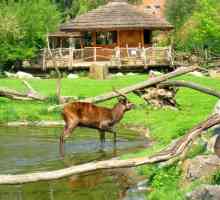 Zoo, Прага - най-доброто място за семейна почивка