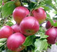 "Asterisk" - ябълково дърво за средната група