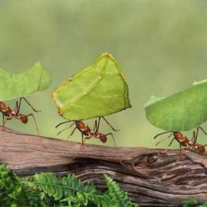 10 Интересни факти за мравките. Най-интересните факти за мравките за деца
