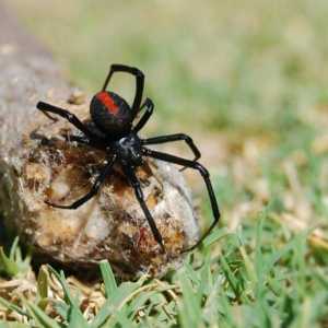 Знаеш ли за какво мечтае един голям черен паяк?