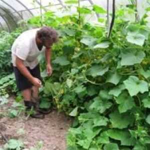 Знаете ли как правилно да вържете краставици в оранжерии?