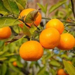 Абхазийски мандарини: сезонът на реколтата. Абхазия мандарини: рецензии