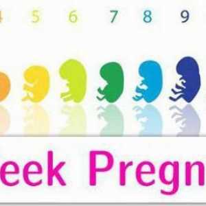 Аборт на 8-та седмица от бременността