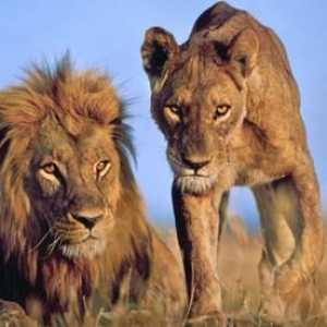 Африка: дивата природа. Животинският свят е лъвовете на Африка