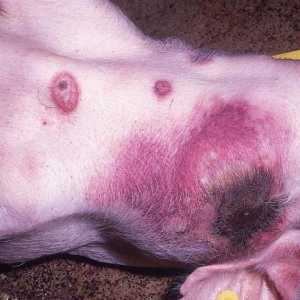 Африканска чума по свинете: опасност за хората. Описание на болестта, симптоми и лечение