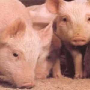 Африканска чума по свинете: симптоми, диагноза, методи на борба