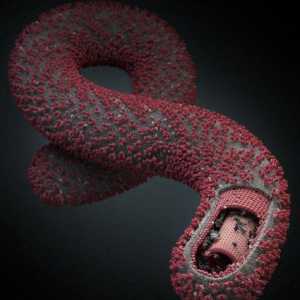 Африканската епидемия: къде отиде Ебола?